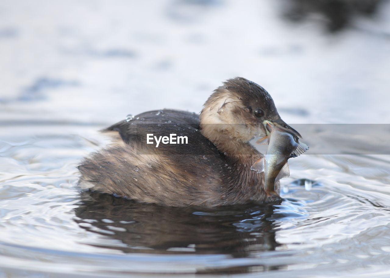 DUCK SWIMMING IN LAKE