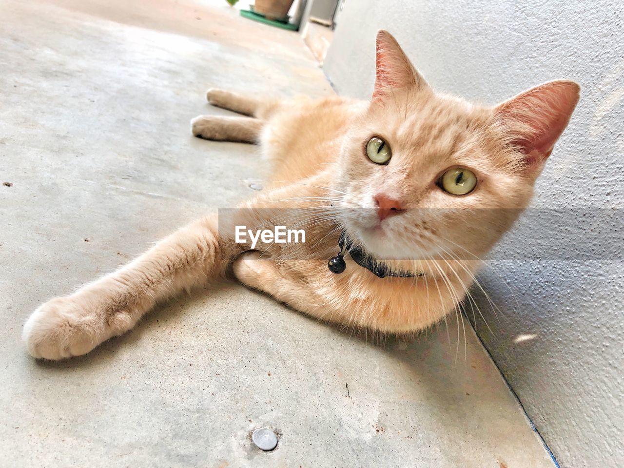 HIGH ANGLE VIEW OF CAT LYING ON FLOOR