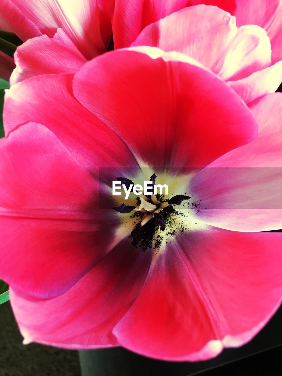 CLOSE-UP OF PINK DAHLIA FLOWER