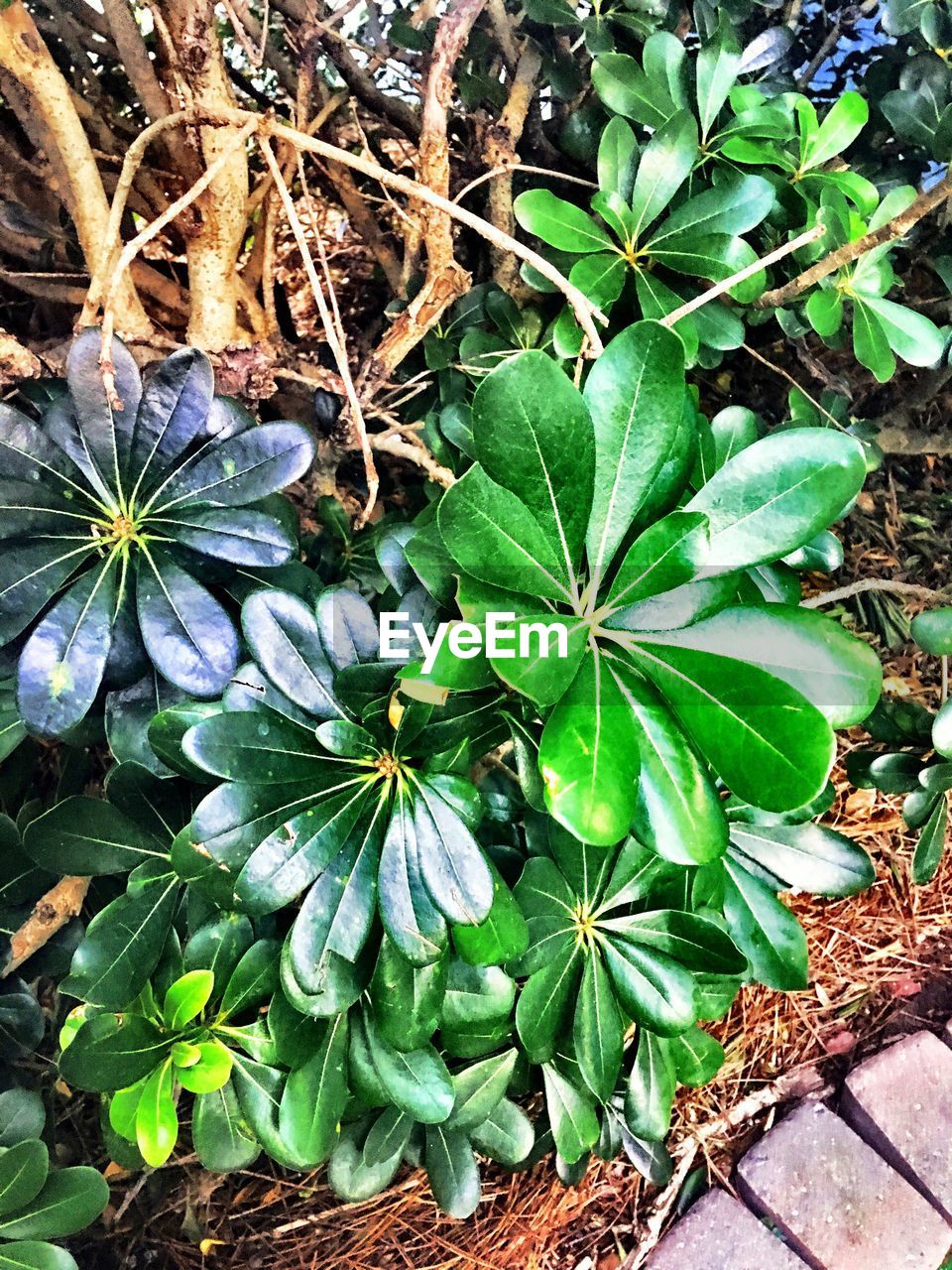 HIGH ANGLE VIEW OF GREEN FLOWERS