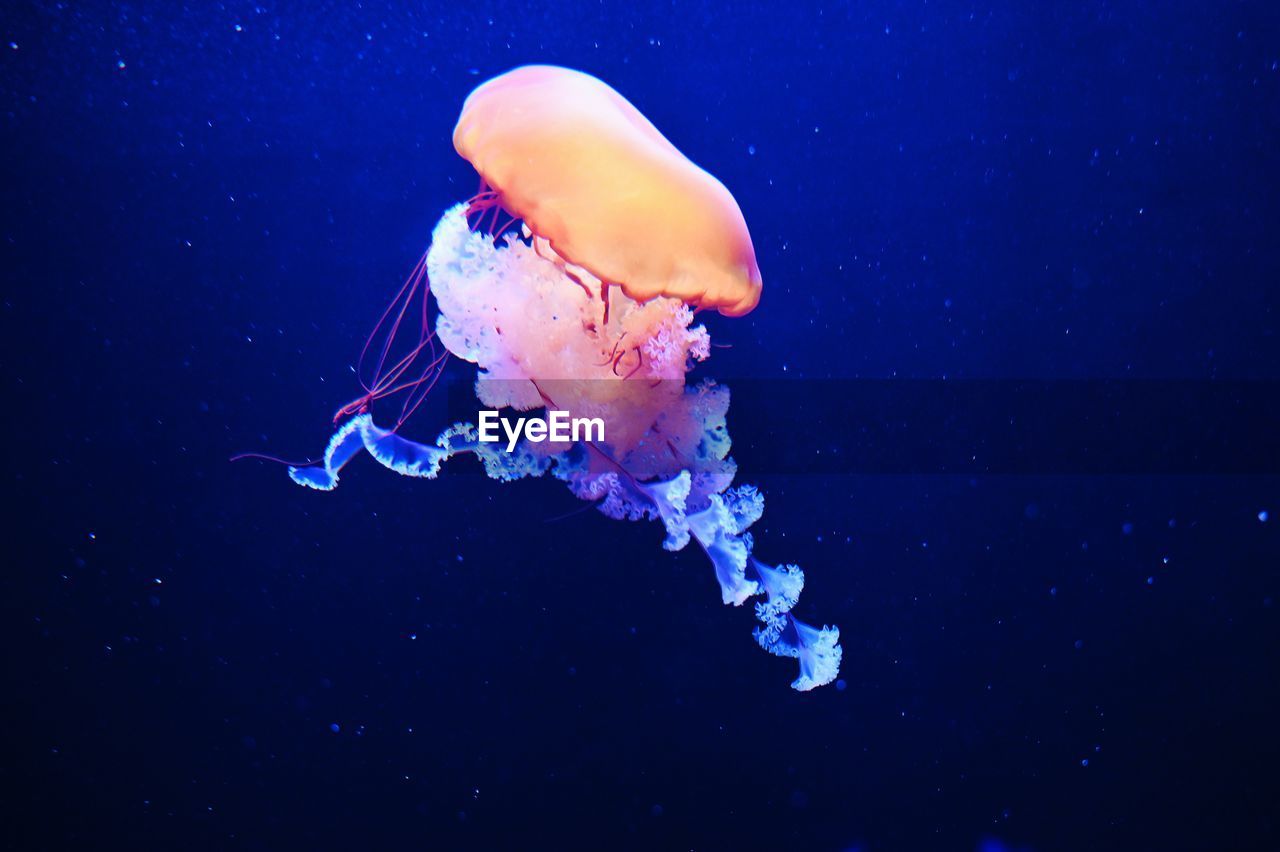 Jellyfish swimming in sea