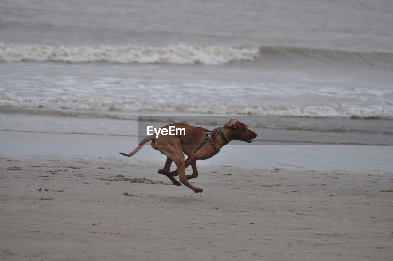 Dog running on beach