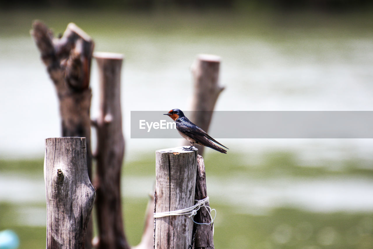 animal themes, animal, bird, animal wildlife, nature, wildlife, wood, perching, wooden post, post, one animal, focus on foreground, no people, fence, day, outdoors, water, close-up