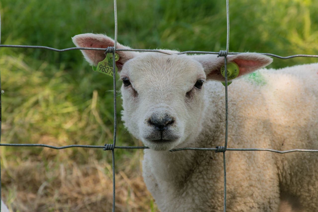 PORTRAIT OF SHEEP ON FENCE