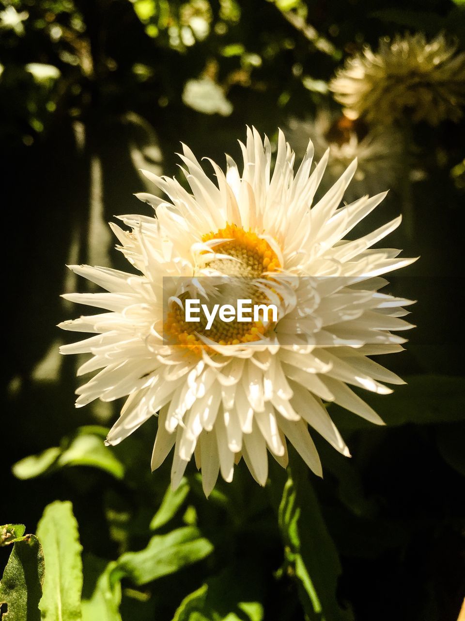 CLOSE-UP OF WHITE FLOWERS BLOOMING