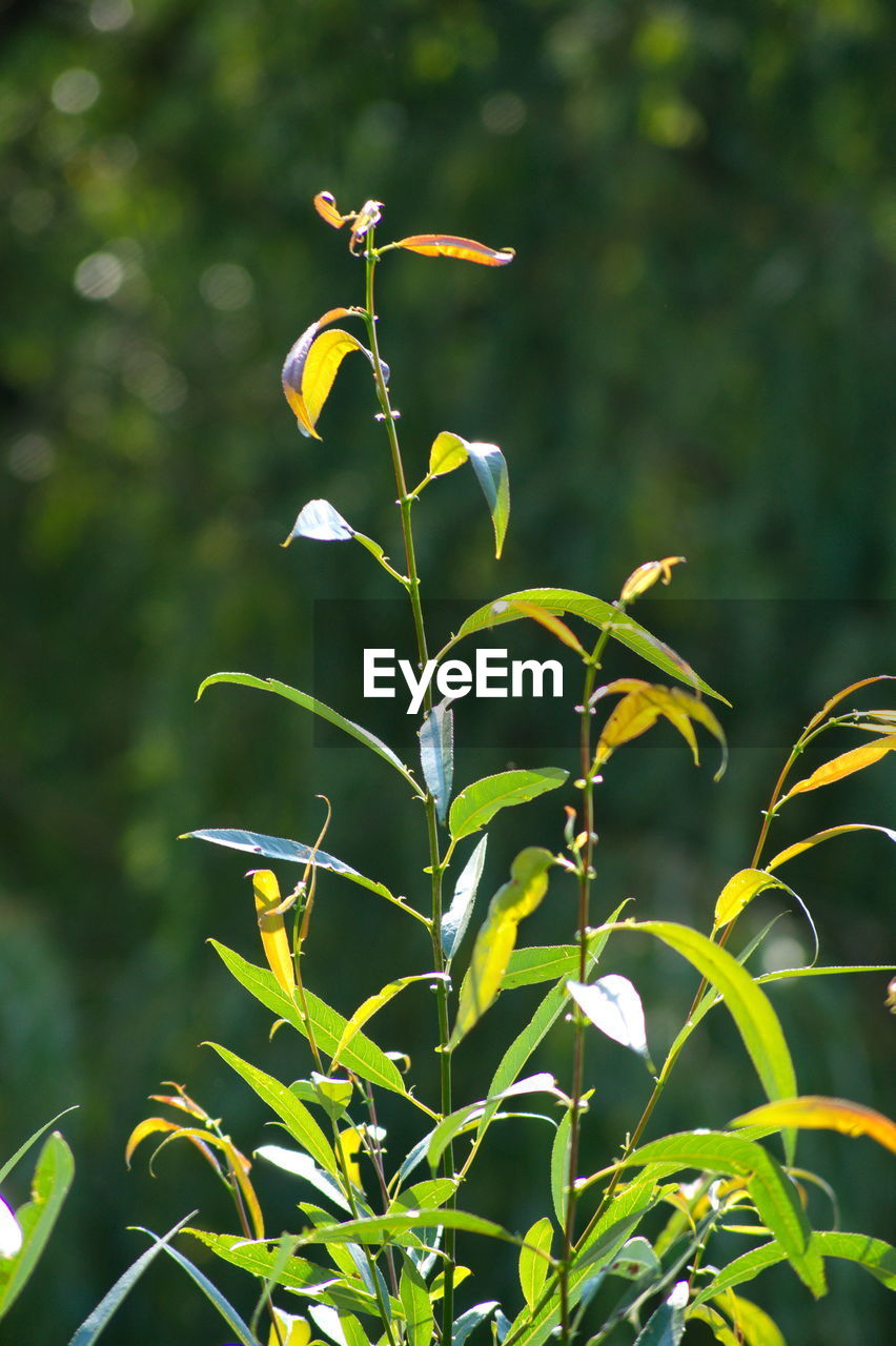 CLOSE-UP OF FLOWERING PLANTS ON LAND