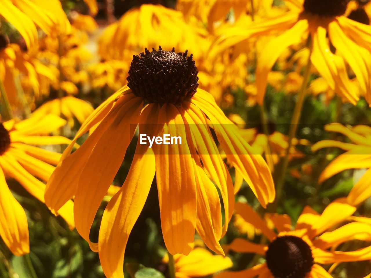 Close-up of yellow coneflowers on plants