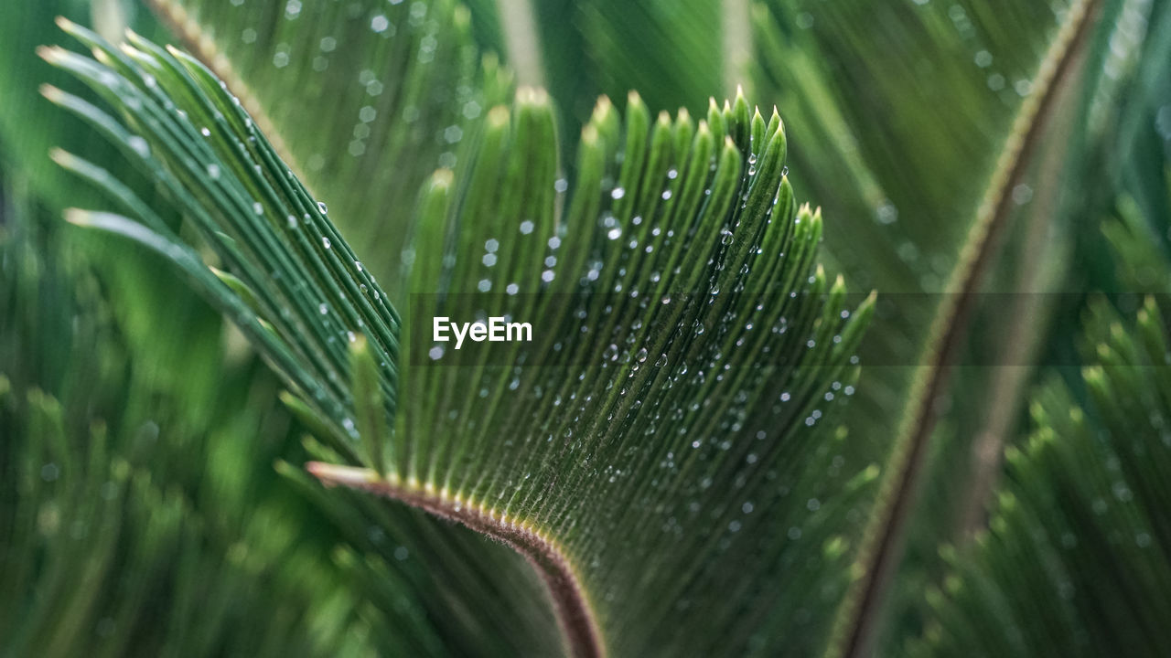 View of cycas revoluta after rain. after rain, water stay at leaf in cycas revoluta.