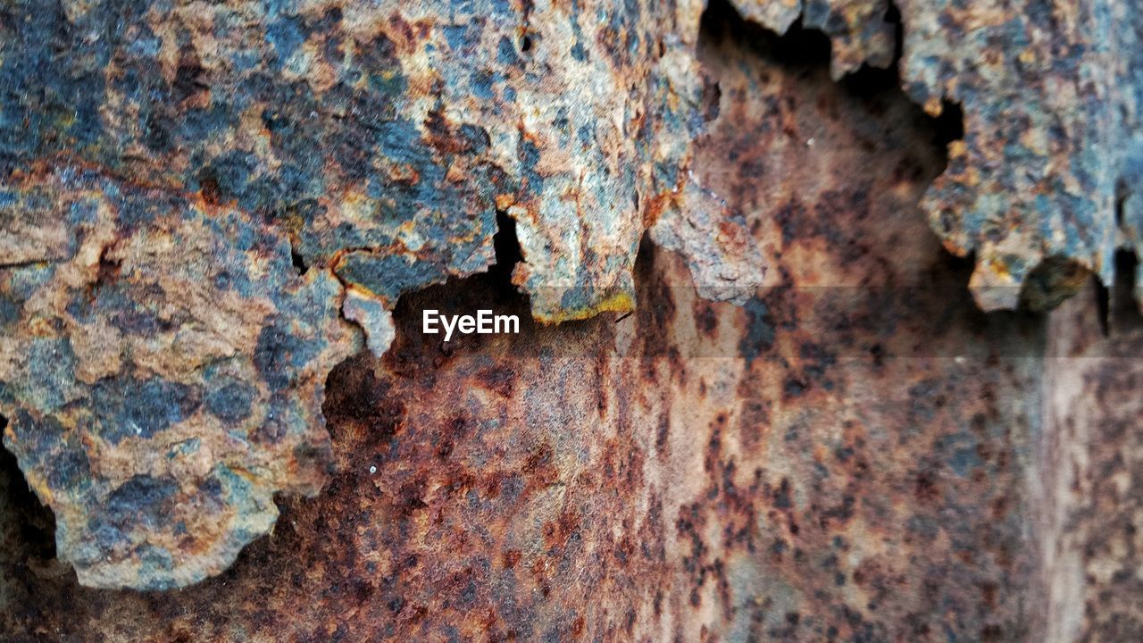 CLOSE-UP OF LICHEN ON RUSTY WOOD