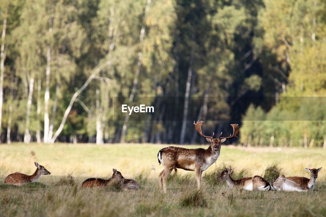 The top male in a flock of deer at kalvebod fælled, copenhagen.