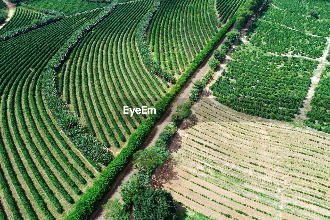 High angle view of corn field