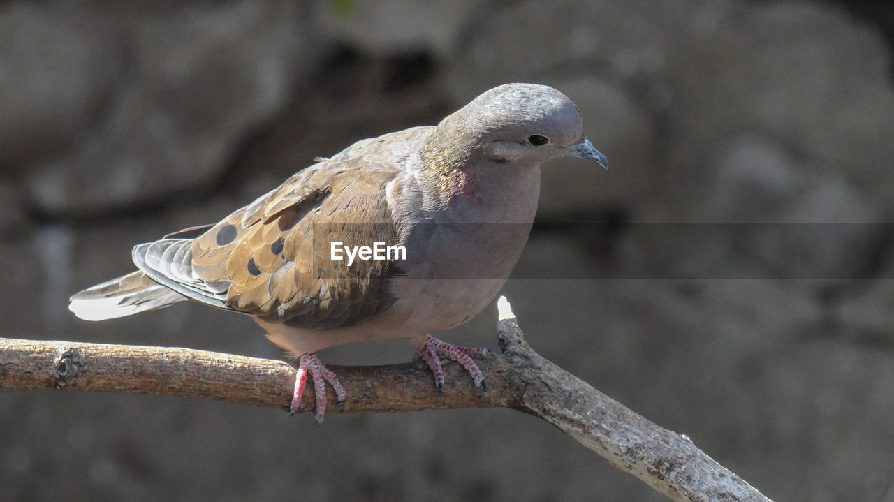 Close-up of bird perching on a branch