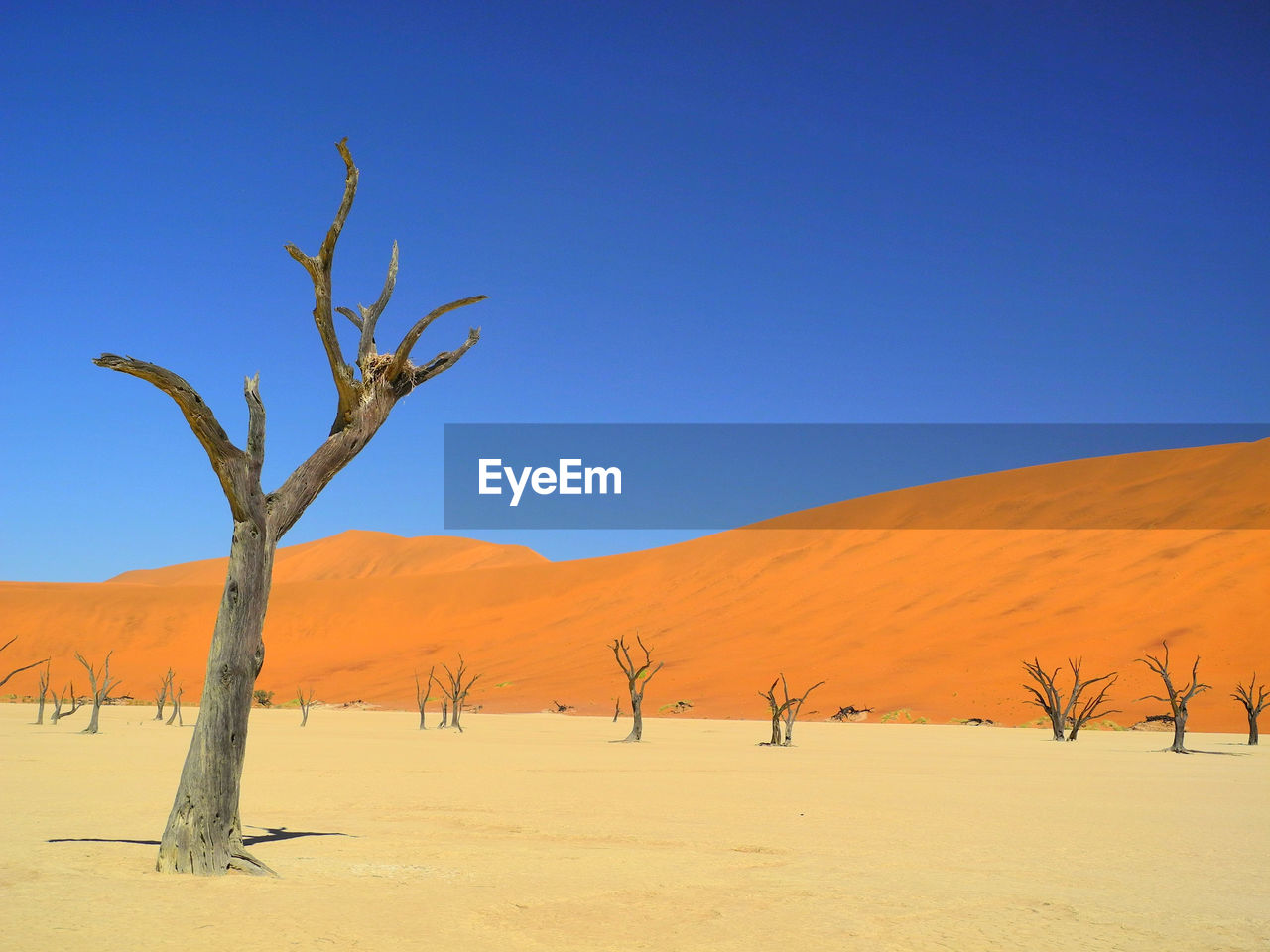 Bare tree on desert against clear sky