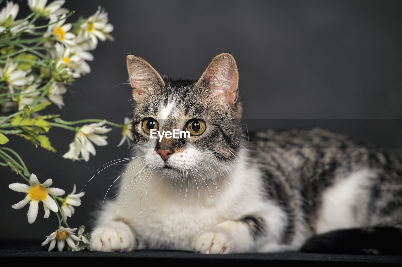 CLOSE-UP PORTRAIT OF A CAT WITH EYES CLOSED