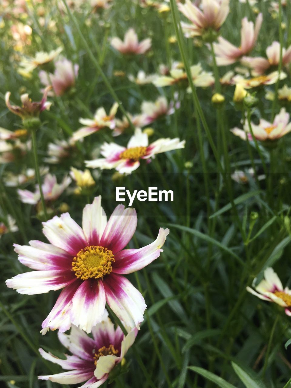 CLOSE-UP OF FLOWER BLOOMING ON FIELD