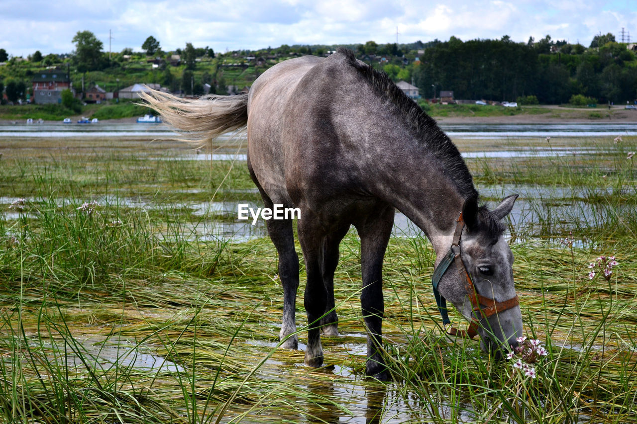Horse grazing at riverbank
