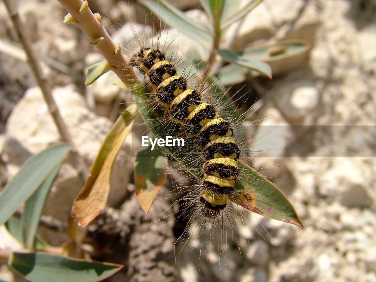 Close-up of caterpillar on leaf