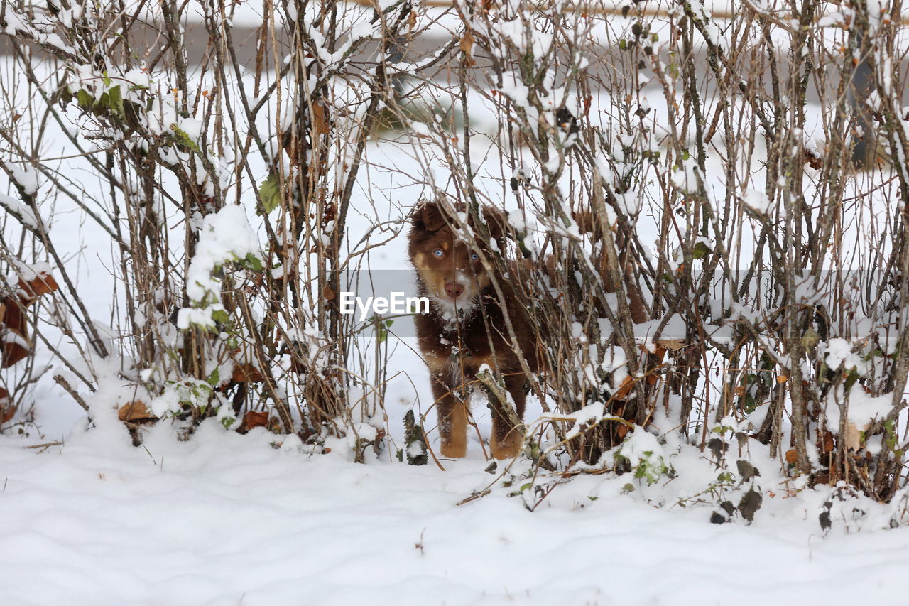 snow, winter, cold temperature, plant, nature, one animal, tree, animal, animal themes, mammal, land, day, no people, animal wildlife, beauty in nature, wildlife, environment, white, outdoors, canine, field, domestic animals, dog, covering, pet, forest, frozen, non-urban scene, branch