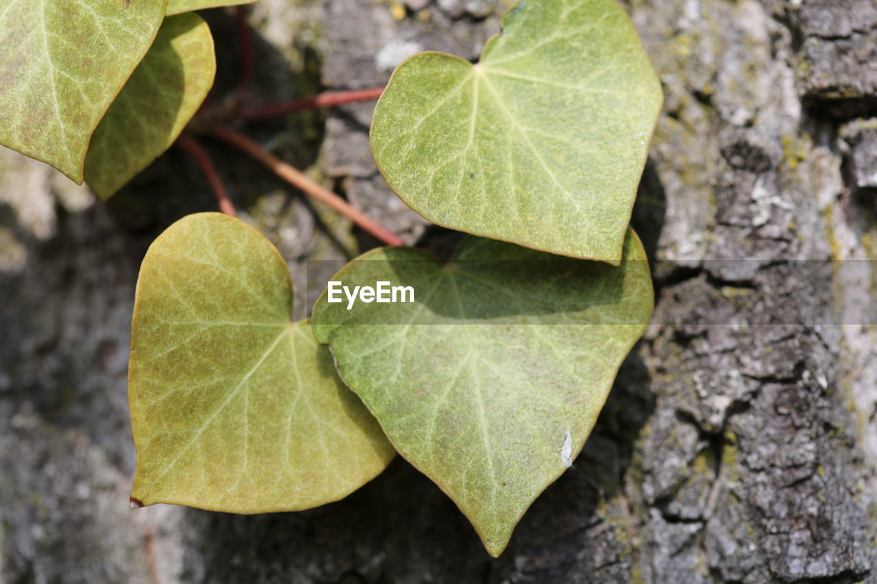 leaf, plant part, tree, nature, plant, close-up, green, autumn, no people, flower, leaf vein, growth, day, yellow, outdoors, beauty in nature, focus on foreground, ivy, high angle view