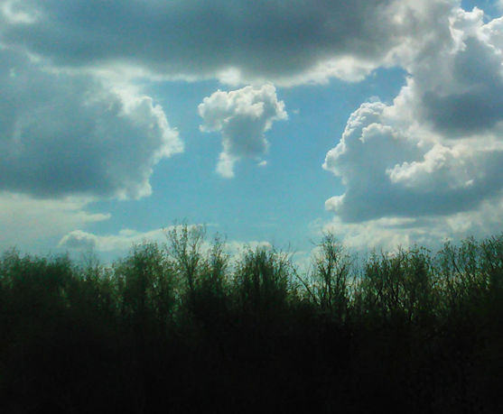 TREES AGAINST CLOUDY SKY