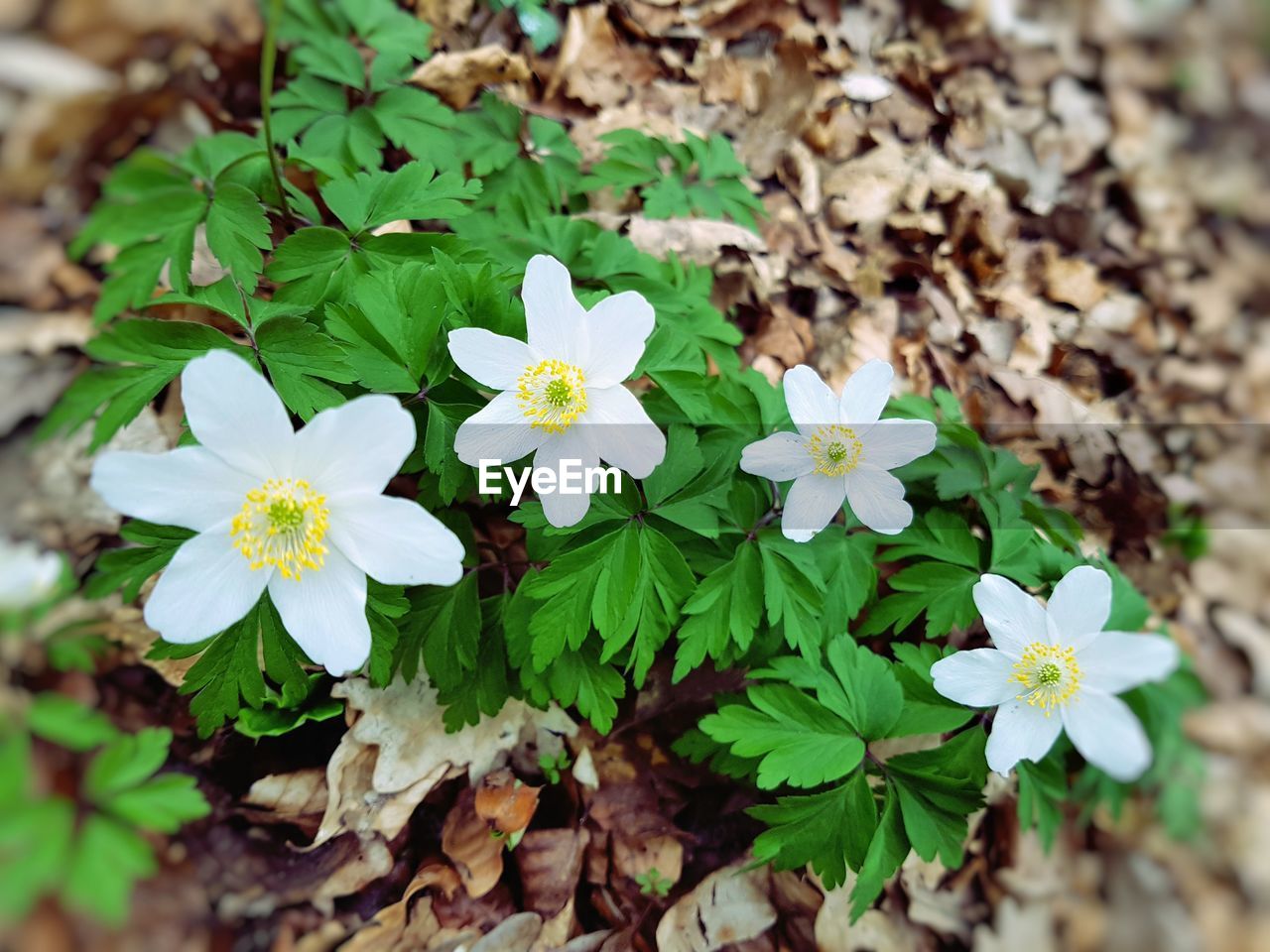 CLOSE-UP OF WHITE FLOWERS BLOOMING