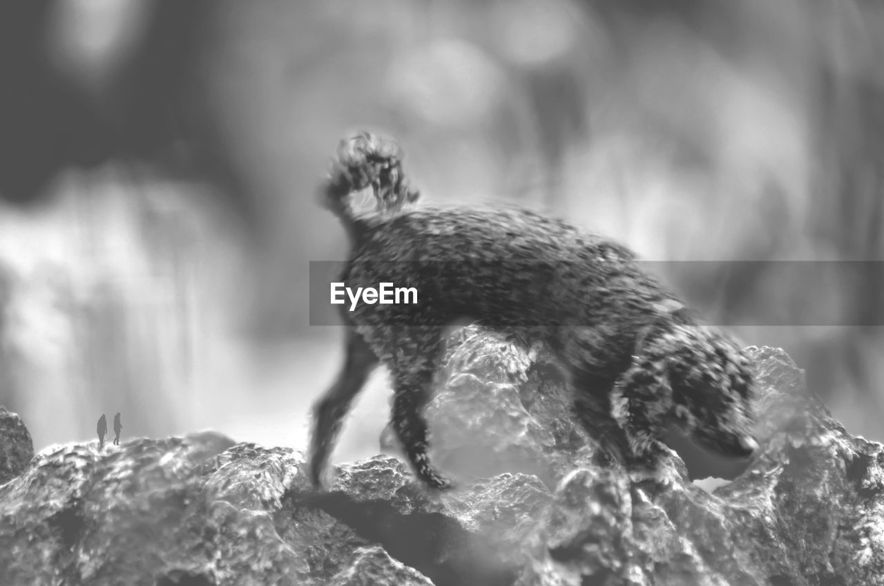 CLOSE-UP OF DUCK ON ROCK