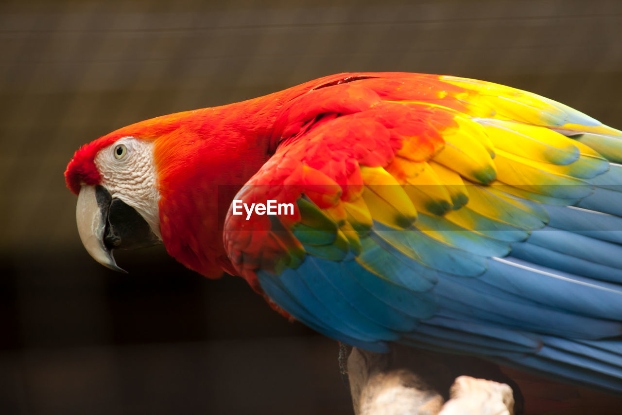 CLOSE-UP OF BLUE PARROT PERCHING ON LEAF OUTDOORS