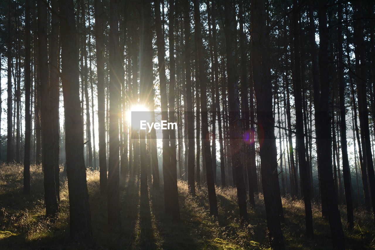 SUNLIGHT STREAMING THROUGH TREES IN FOREST AGAINST SKY