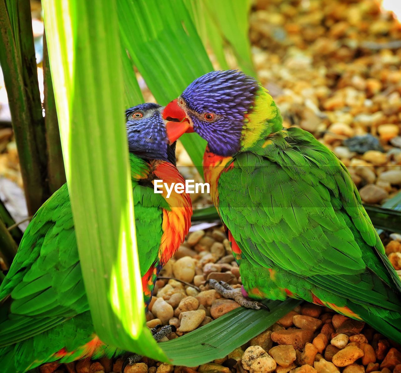 Parakeets kissing on field