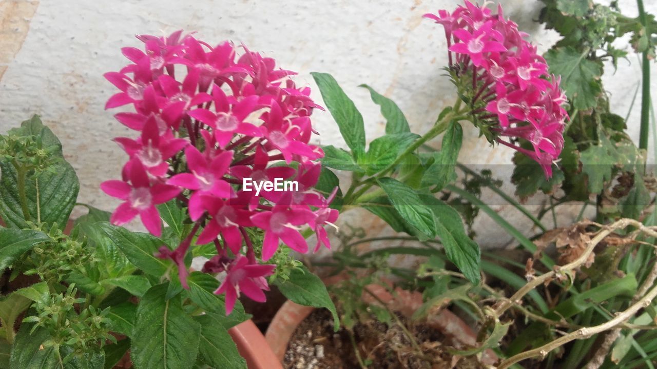 CLOSE-UP OF PINK FLOWERS