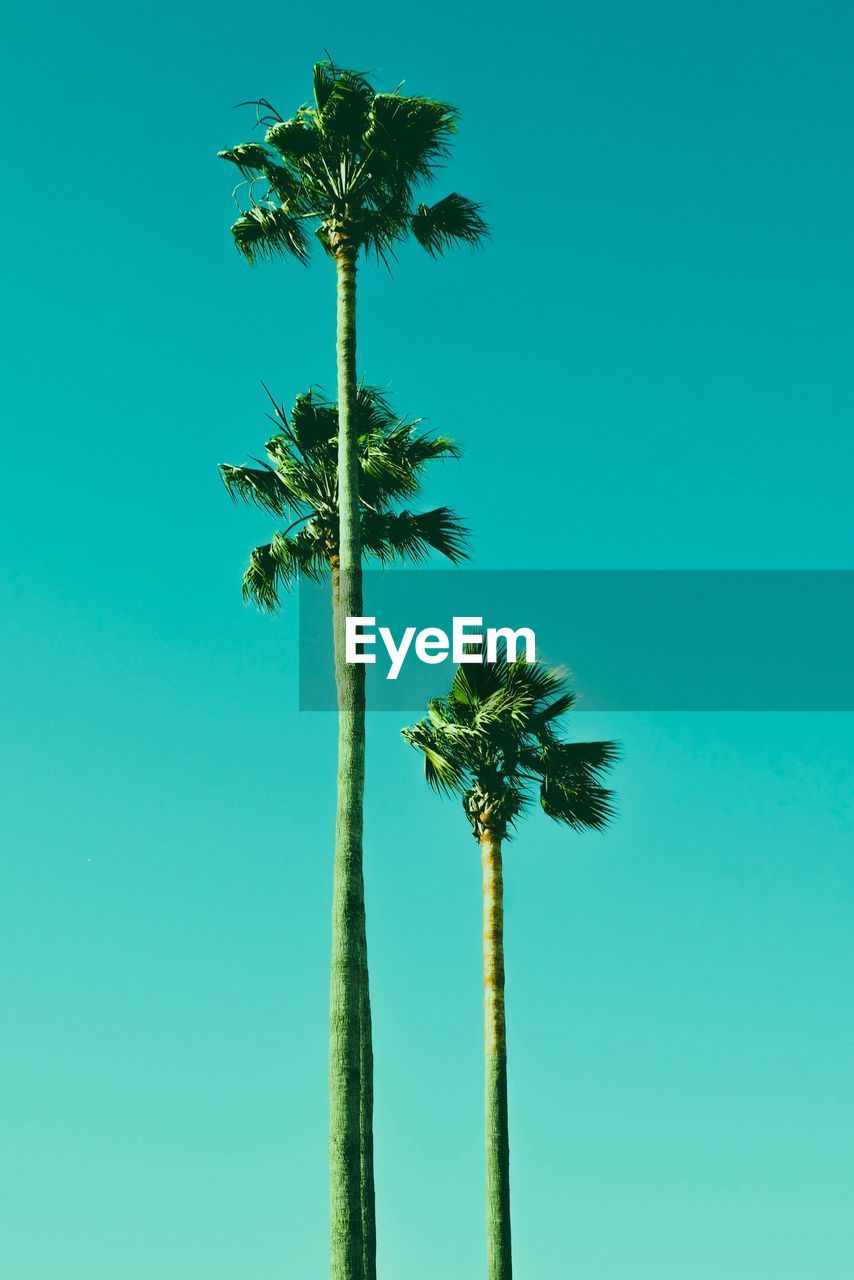 Low angle view of coconut palm tree against blue sky