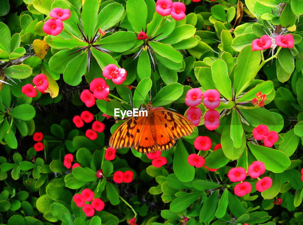 CLOSE-UP OF BUTTERFLY POLLINATING ON PINK FLOWERS