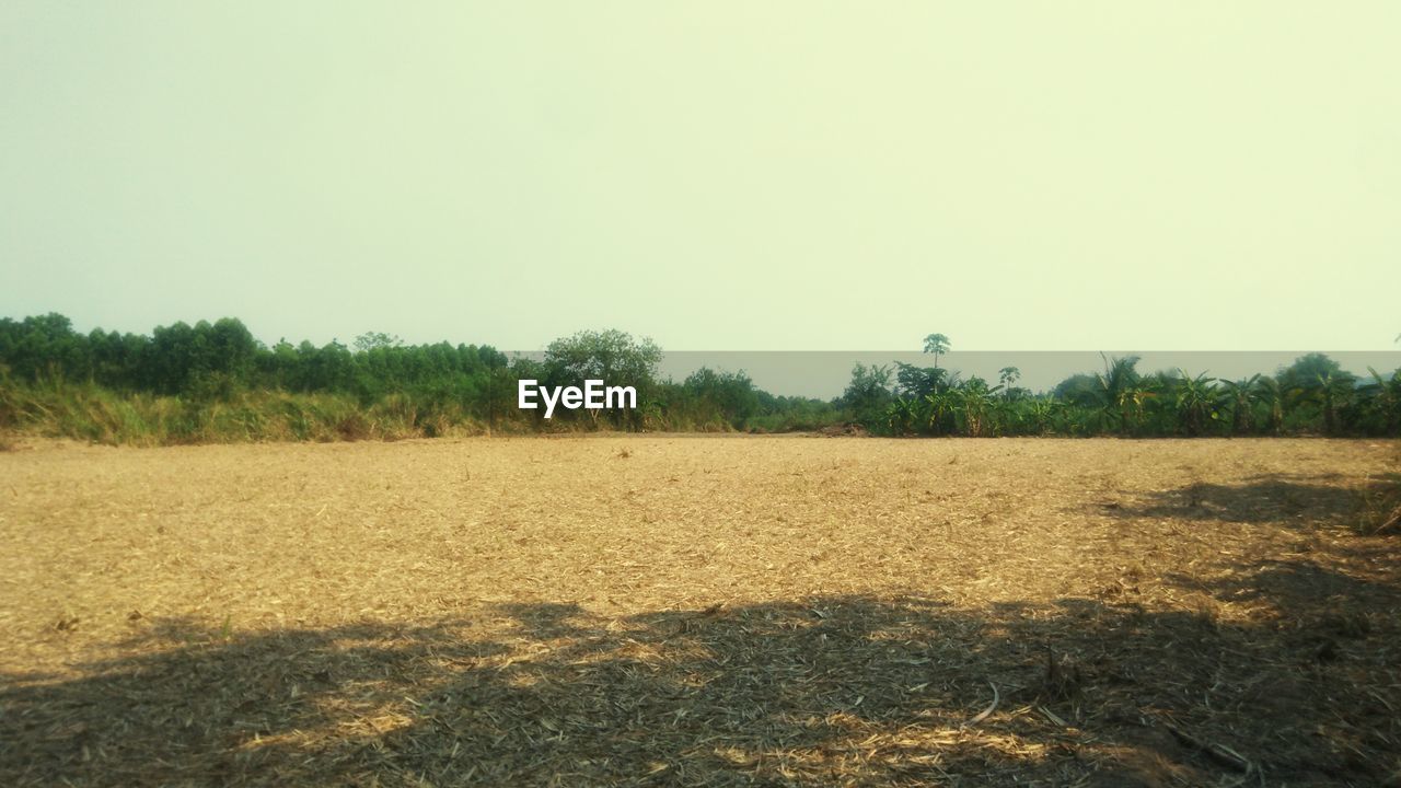 FIELD AGAINST CLEAR SKY