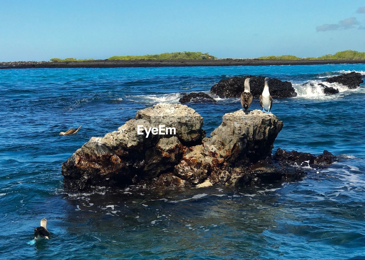 BIRD PERCHING ON ROCK IN SEA AGAINST CLEAR BLUE SKY