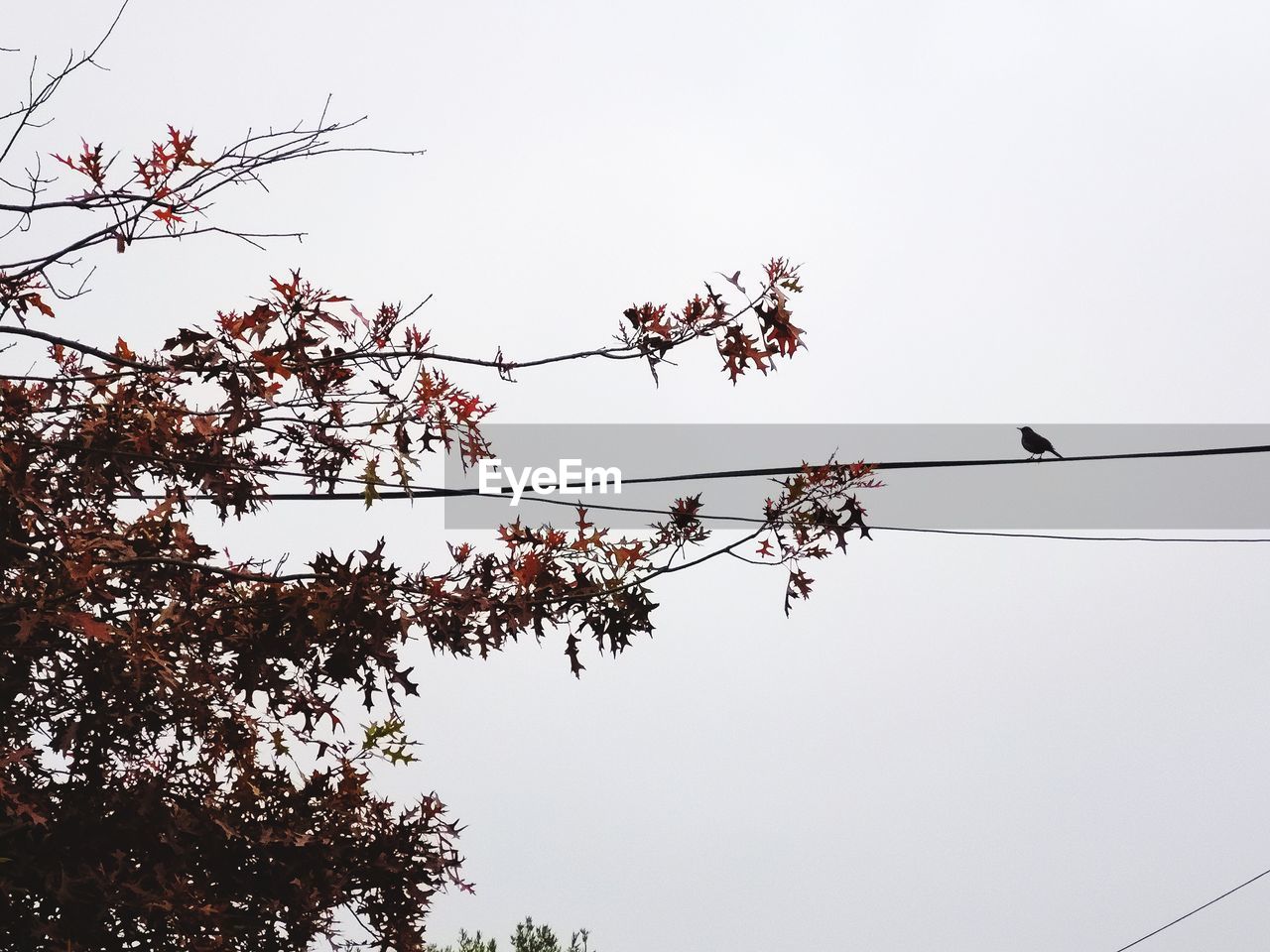LOW ANGLE VIEW OF BIRDS PERCHING ON POWER LINE