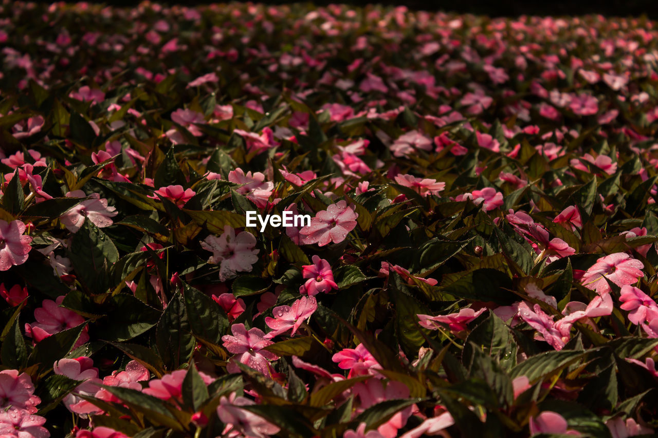 Full frame shot of pink flowers blooming in field