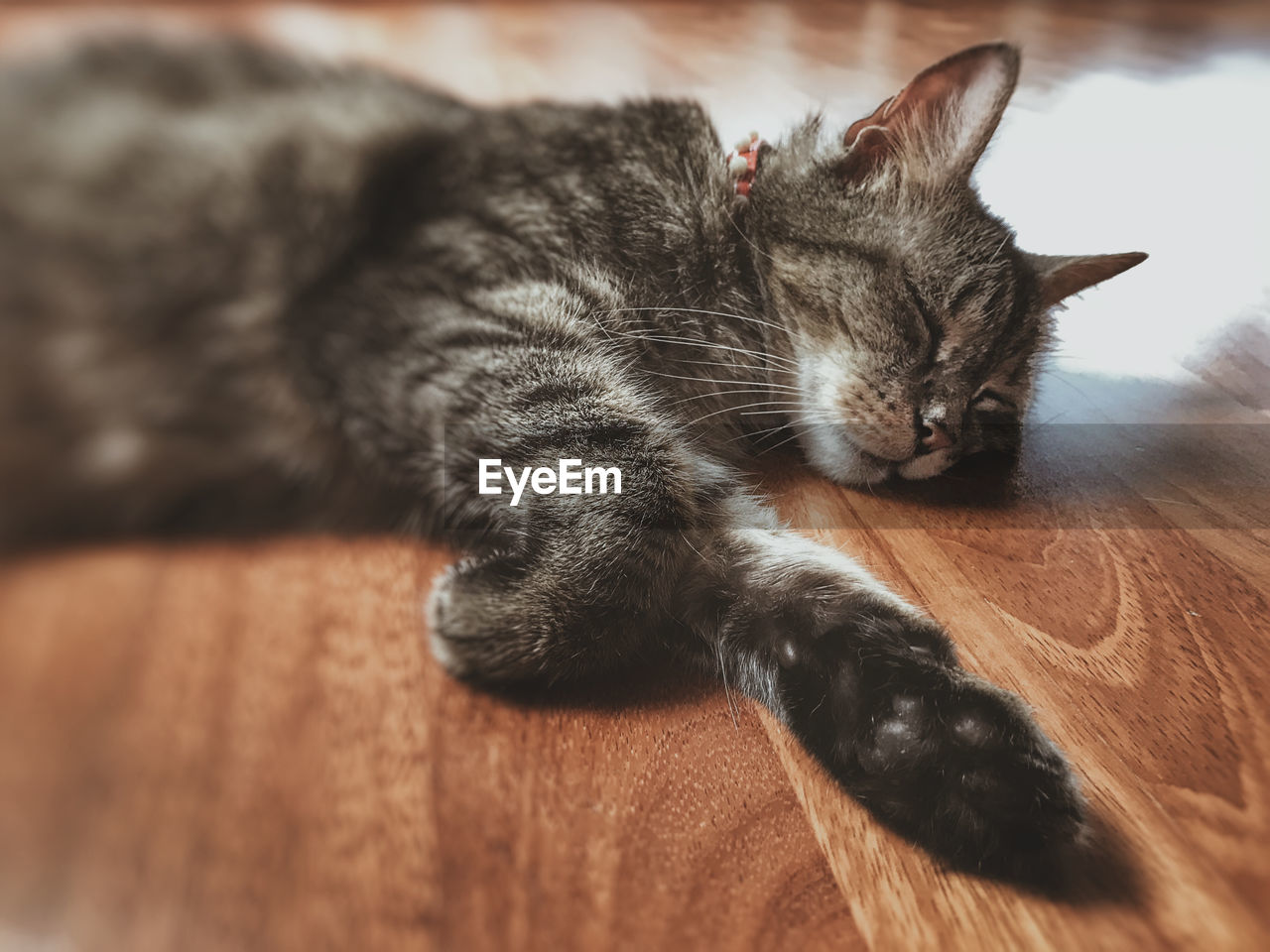 Close-up of cat sleeping on floor