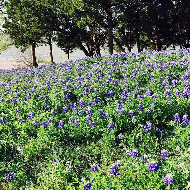 PURPLE FLOWERS BLOOMING ON TREE