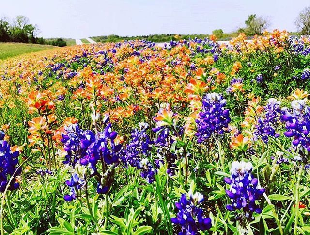 PURPLE FLOWERS GROWING IN FIELD