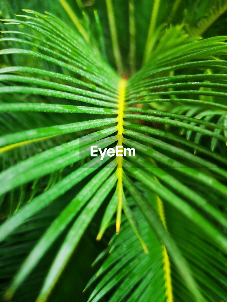 Close-up of palm leaves