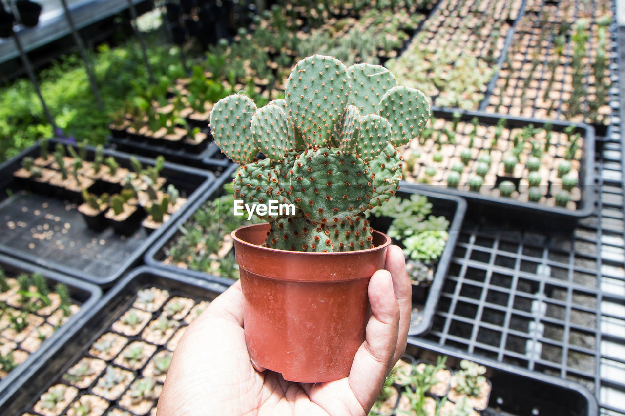 HIGH ANGLE VIEW OF PERSON HOLDING POTTED PLANTS