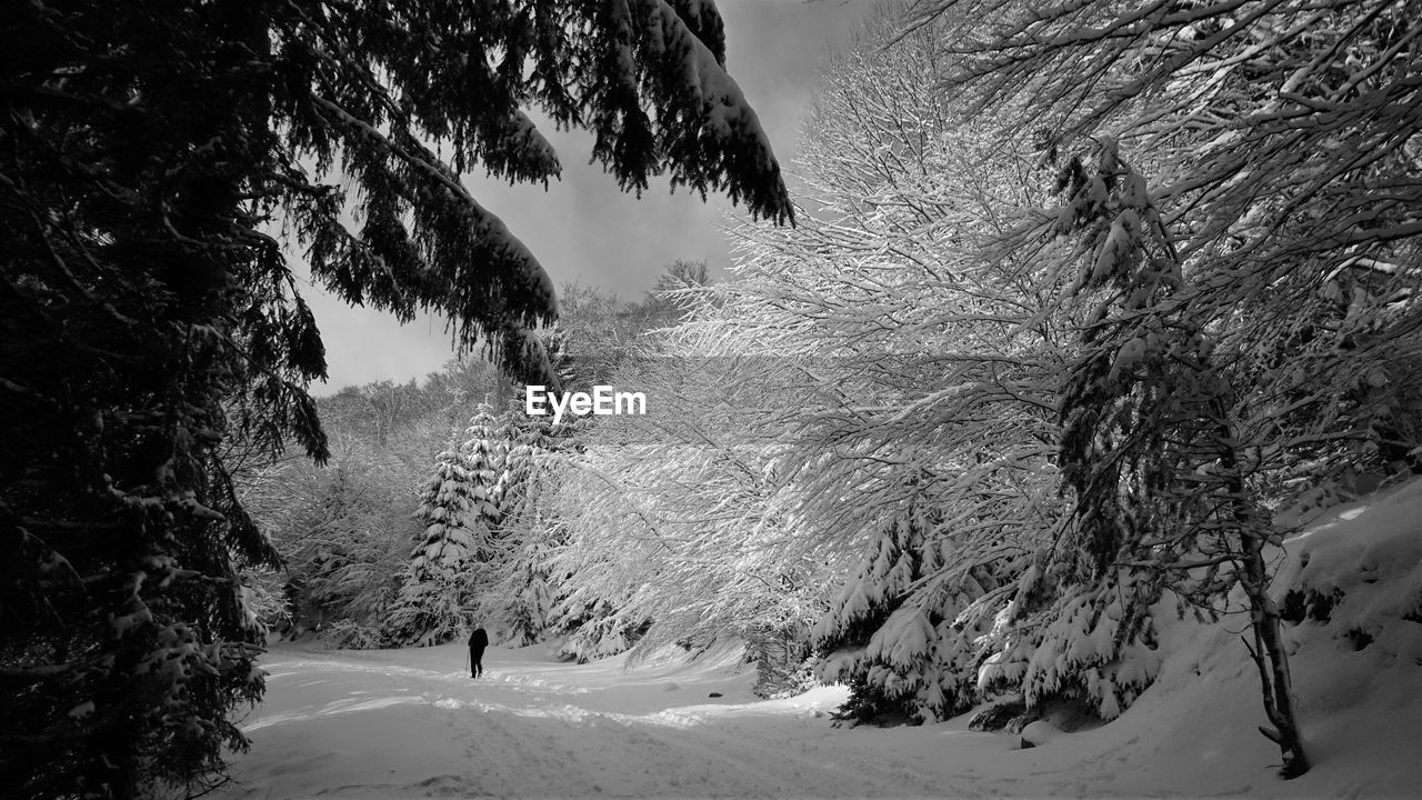 PINE TREES ON SNOW COVERED ROAD