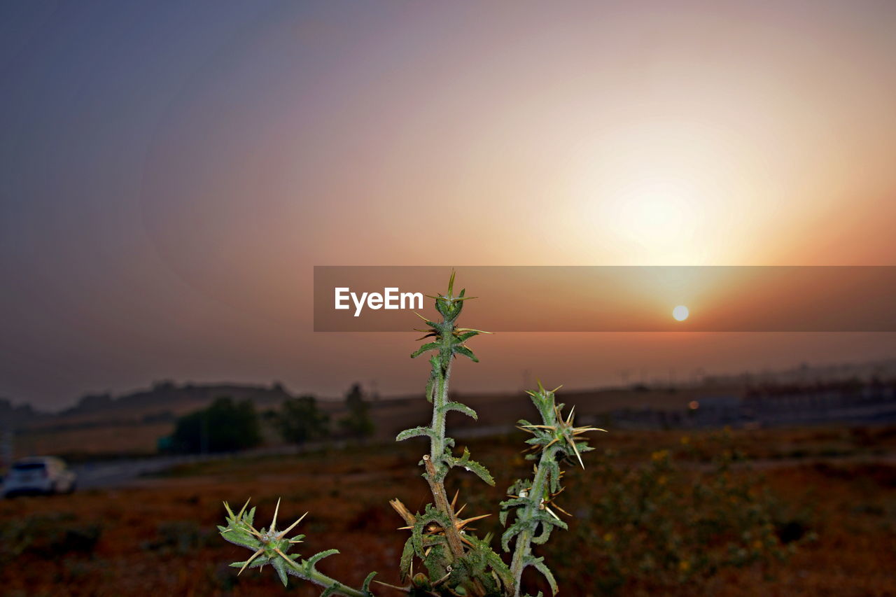 PLANT GROWING ON FIELD AGAINST SKY DURING SUNSET