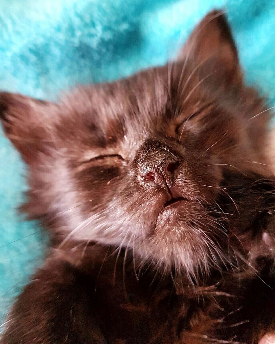 CLOSE-UP OF CAT ON BLANKET