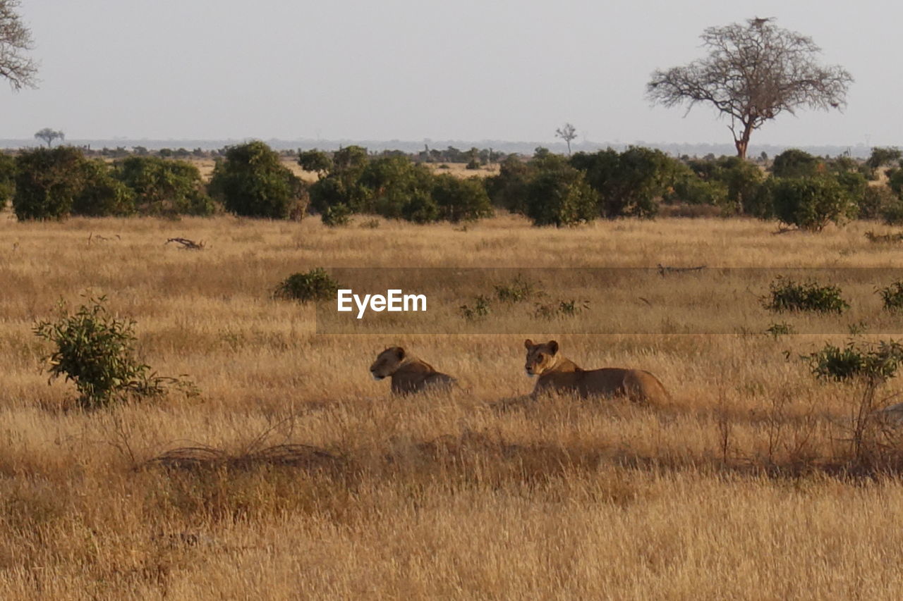 Lions on field