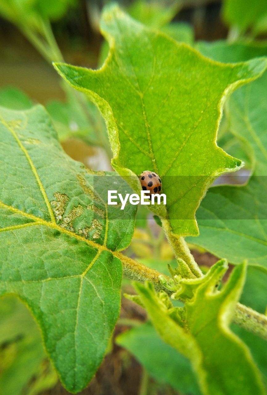 CLOSE-UP OF GRASSHOPPER ON LEAF