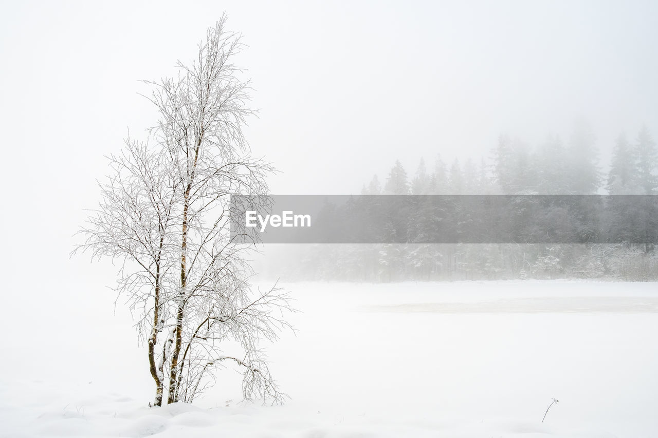 Frosted birch tree in a winter landscape