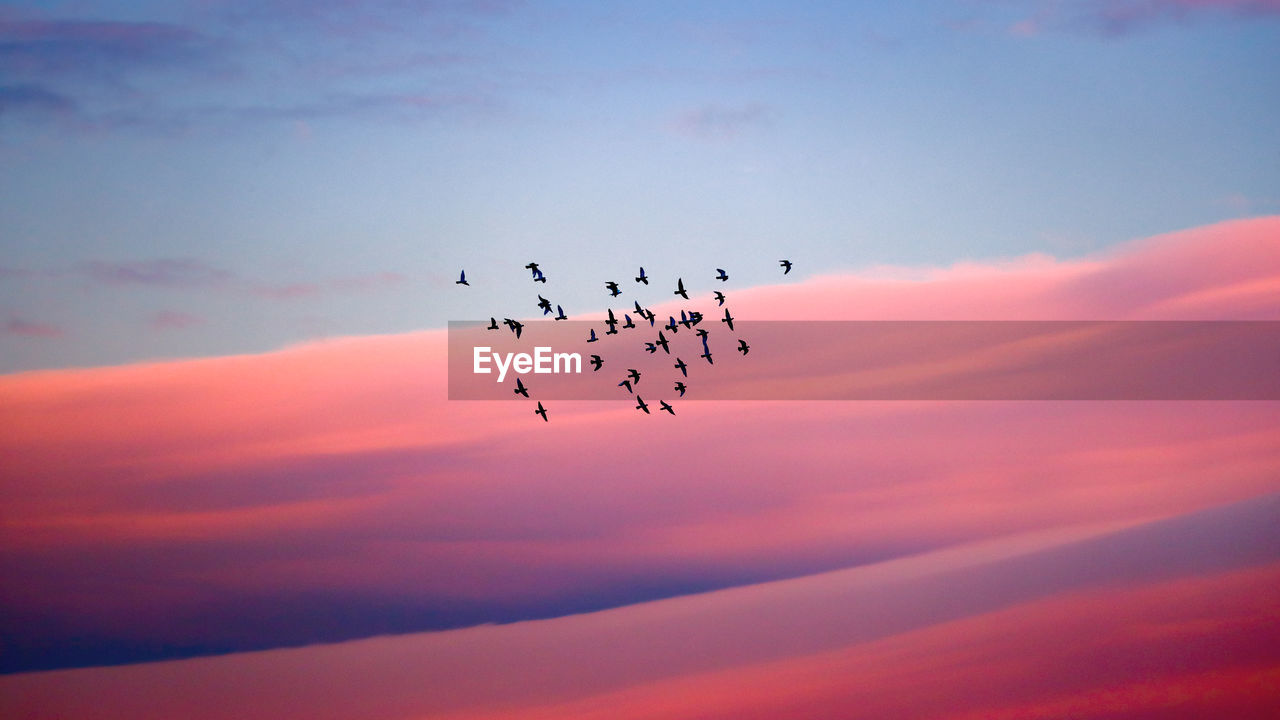 low angle view of seagulls flying against sky during sunset