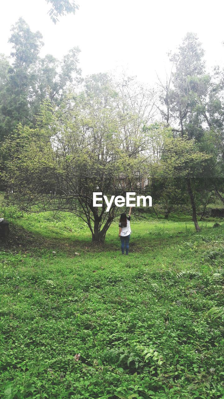 Trees growing on grassy field