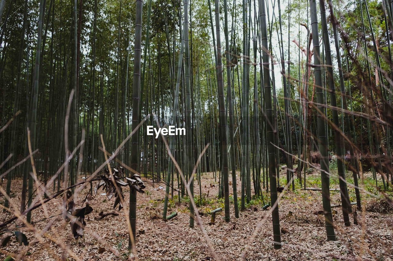 View of bamboo trees in forest